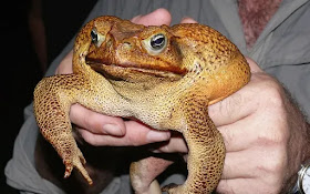 Cane toad