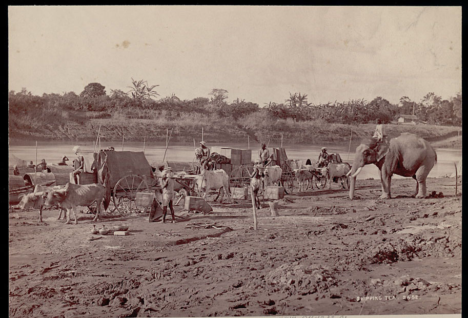 Assamese Men in Costume with Elephant and Ox Carts Transporting Tea
