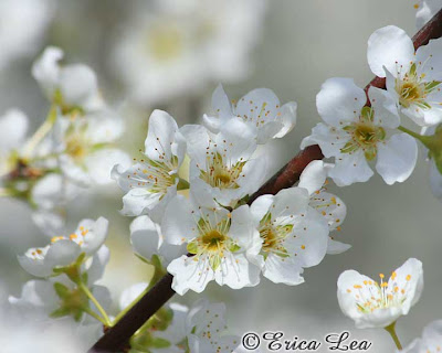 pear tree blossoms