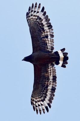 "Spilornis cheela, the Crested Serpent-Eagle The broad, paddle-shaped wings are held in a shallow V while the bird is in a soaring flight (above Duck Pond in Achalgarh). The flying feathers' undersides and tail are both black with wide white bars."