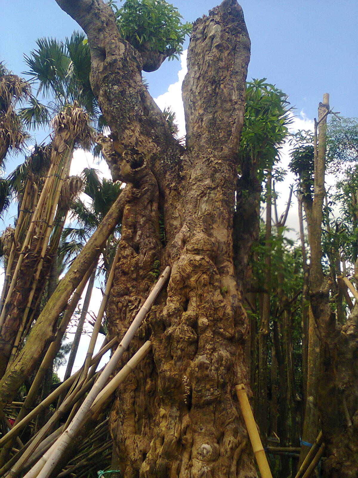 Ubay Landscape: PULE, Pohon Raksasa Peneduh