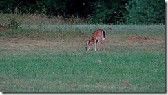 deer at Little Beaver St.Pk 003