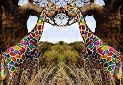 Two Color Giraffes