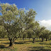 Agricoltura. Con il Decreto Xylella a rischio le masserie didattiche