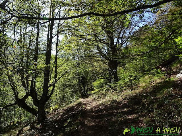 Ruta Vega Pociellu y Bosque Fabucao: Sendero en el Bosque de Fabucao