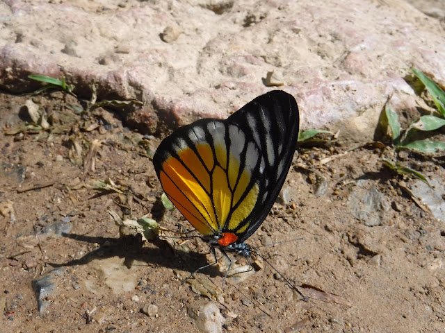 Thailand butterfly