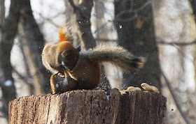 The ultimate squirrel battle, funny squirrel fight, funny squirrel pictures, funny pictures