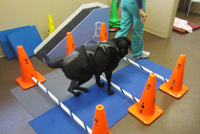 Orthopedic therapy for black lab doing obstacle and balance course
