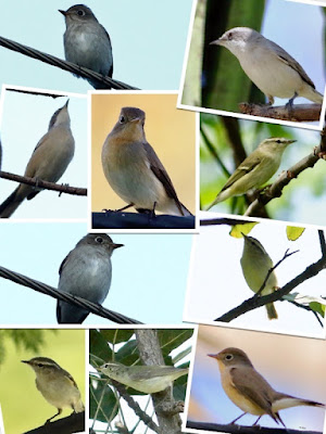winter migrants warblers and flycatchers