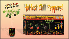 Kits Chili pepper
