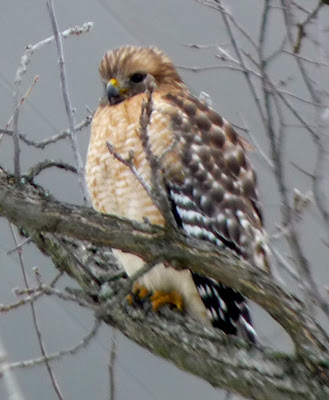 red-shouldered hawk