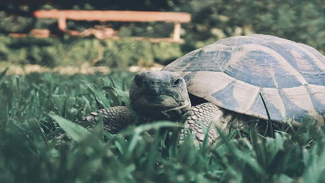 Tortoise