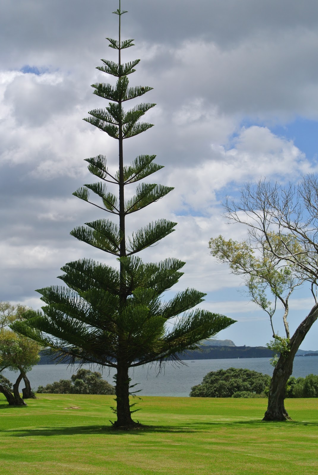 Search, Ponder &amp; the Pacific: A New Year in New Zealand