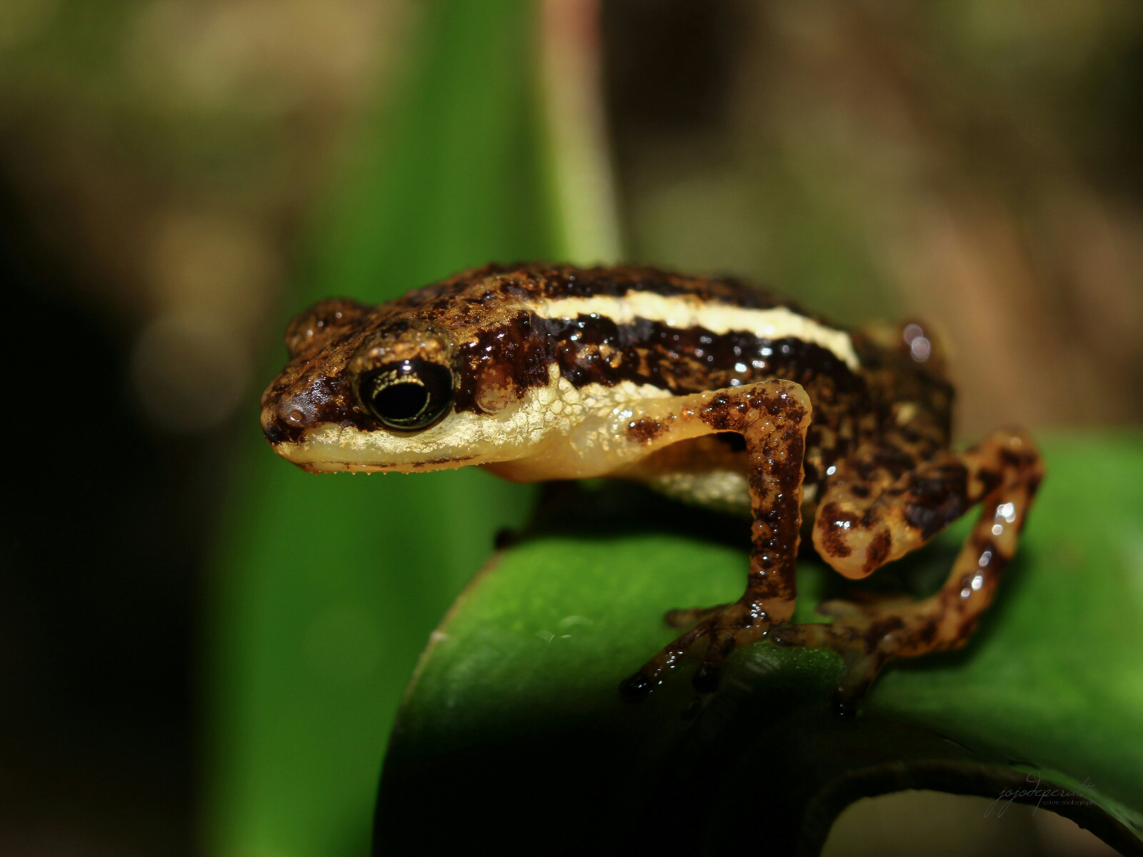 Palawan Toadlet Pelophryne albotaeniata photo by Jojo De Peralta