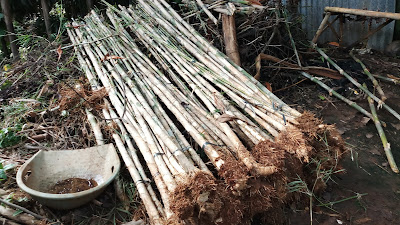 Jual Pohon Bambu Jepang Pagar - SuryaTaman