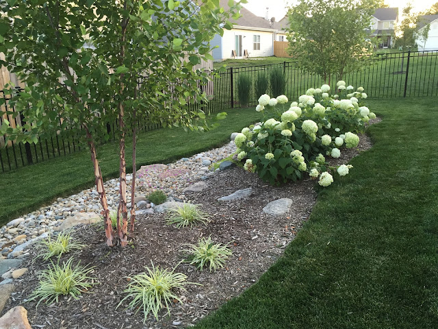 birch tree plant pairing