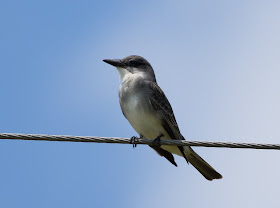 Gray Kingbird - Josie Billie Highway, Florida