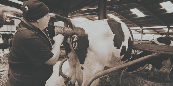 Inseminasi Buatan pada Sapi: Meningkatkan Produktivitas Peternakan dengan Presisi