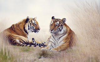 wild tigers wallpapers hd