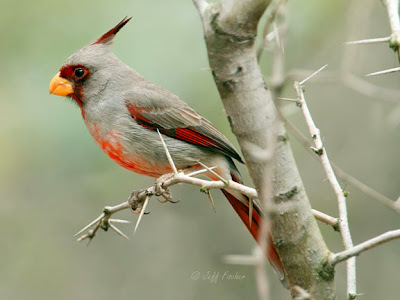 Pyrrhuloxia