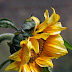 Sunflower in Friday Morning