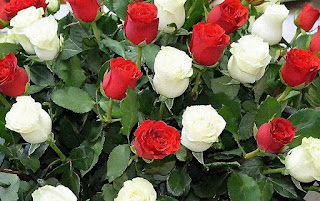 rosas rojas rosas blancas