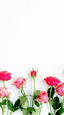 Rangkaian Gambar bunga mawar pink dan merah