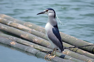 Wat Sunthari Bird park