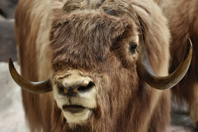 Muskox facts and information