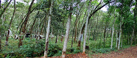 tall thin rubber trees