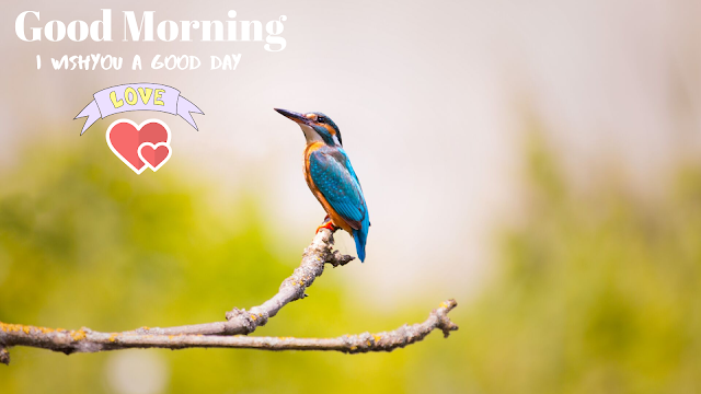  nice bird kingfisher  good morning images