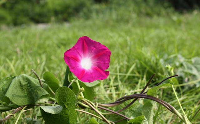 Morning Glory Flowers Pictures