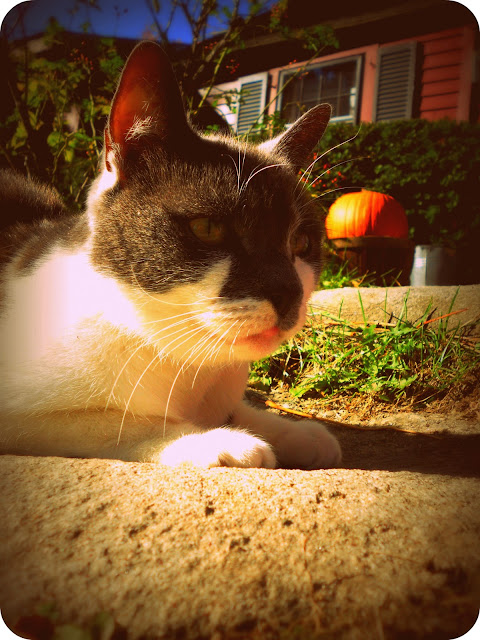 Autumn Cat