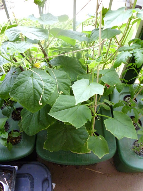 Kratky Cucumbers