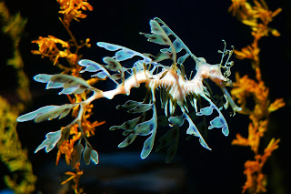 sea dragon