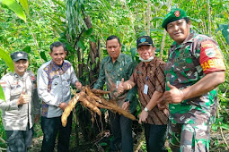 Babinsa Erwin Sidabutar Ikut Panen Bersama Program Ketahanan Pangan Desa Sebadai Ulu