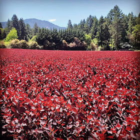 cotinus