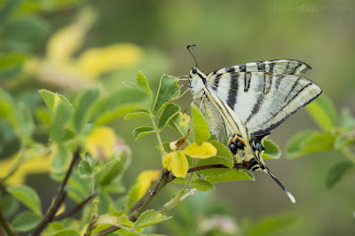 Iphiclides feisthamelii