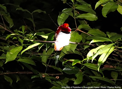 King Bird of Paradise (Cicinnurus regius) from rainforest of West Papua