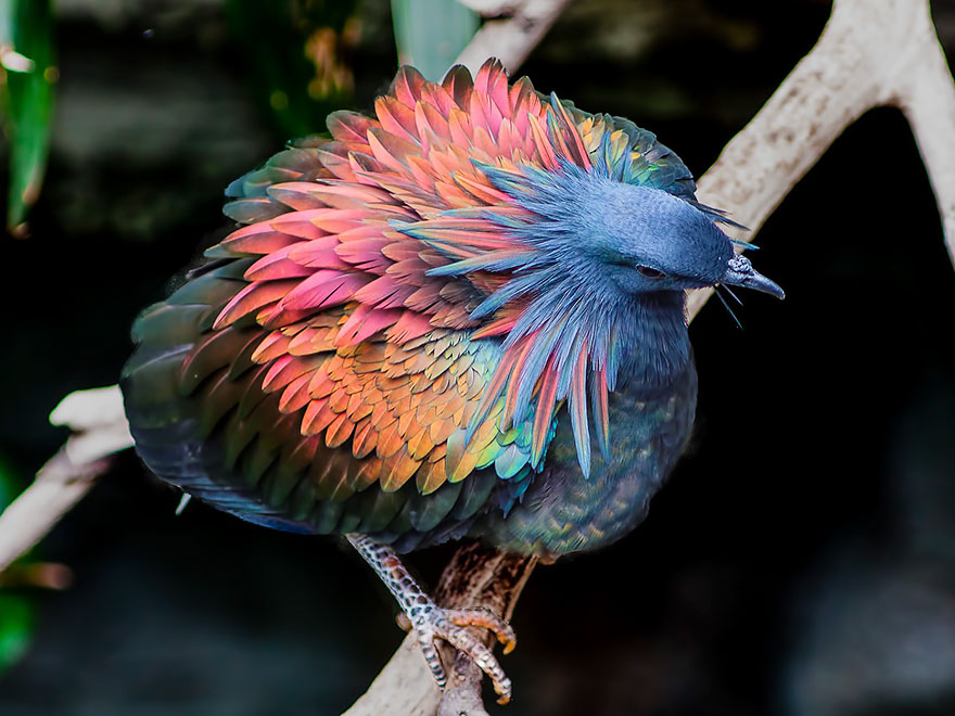 ミノバト 虹色の羽をもつ美しいカラフルな鳩 N ミライノシテン