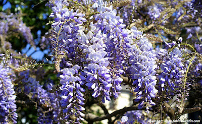 Wisteria