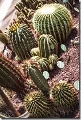Jardin botanico-28