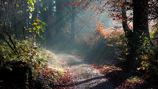 Forest Sunny Way HD Wallpaper