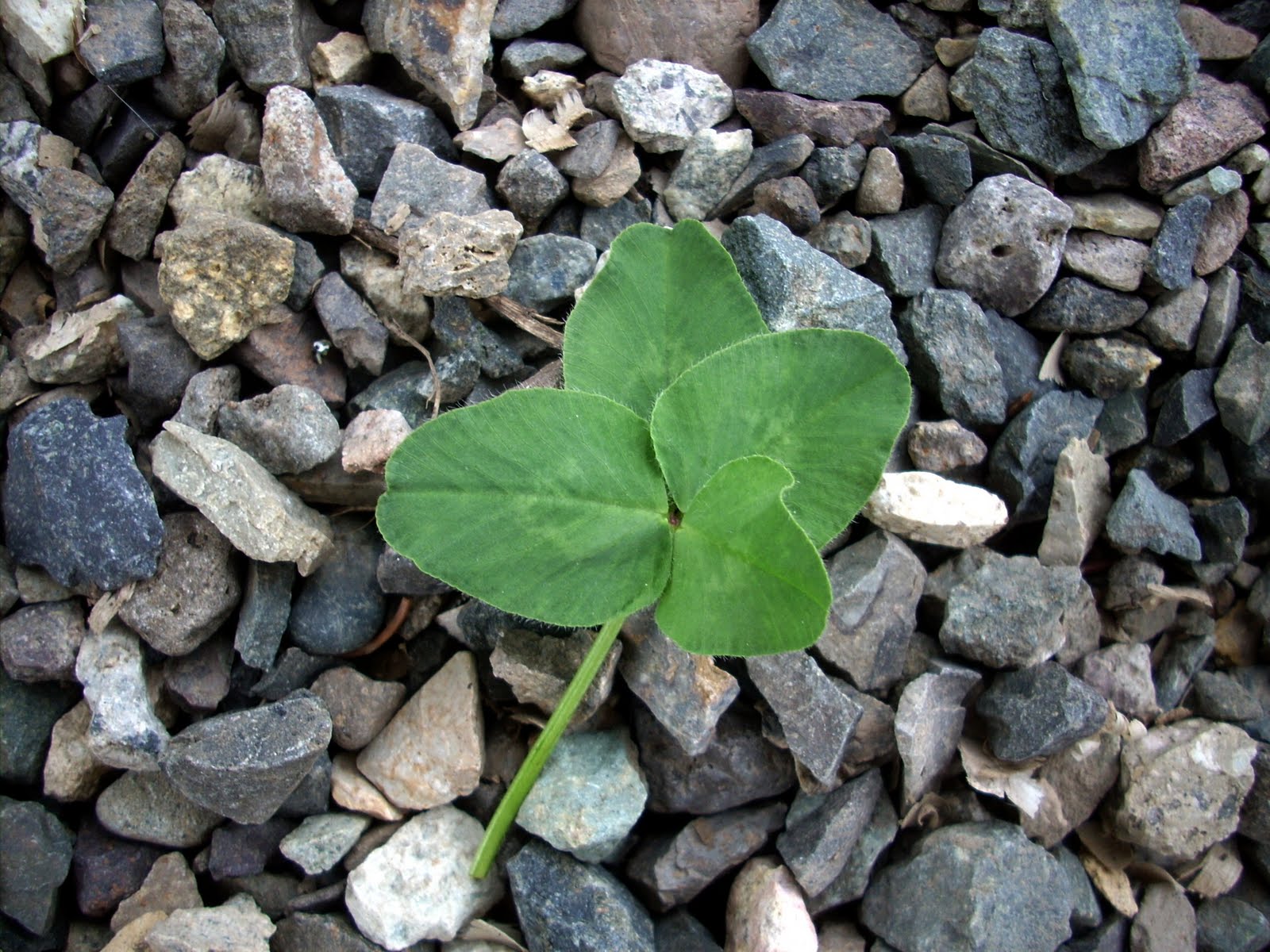 How To Find A Four Leaf Clover