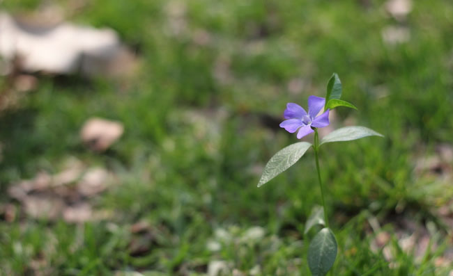 Periwinkle Flowers Periwinkle Flowers