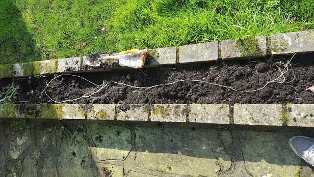 How to control bindweed - Convolvulus arvensis