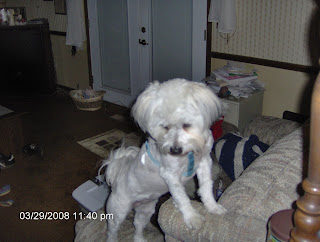 Nisie Climbing the Couch