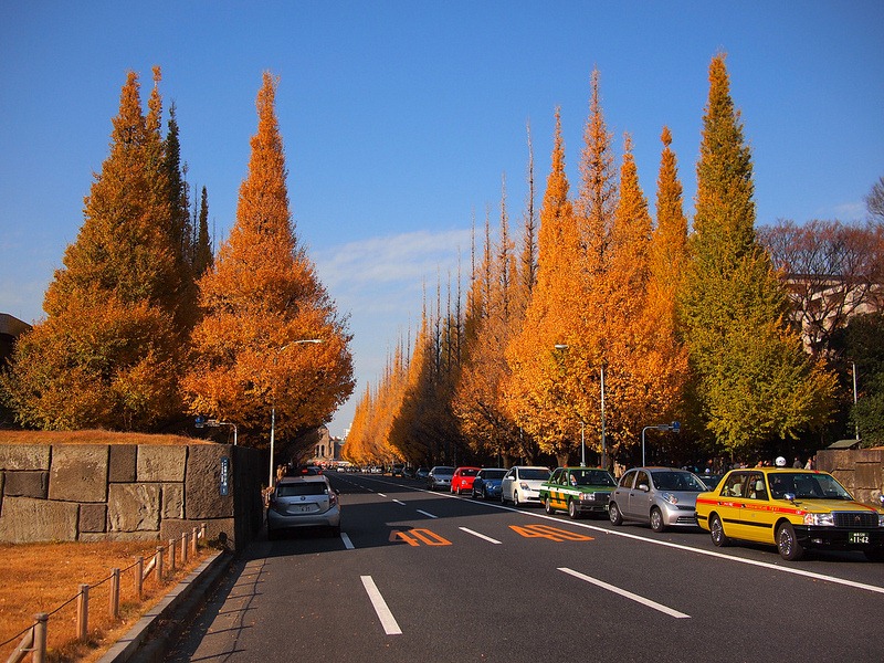 ginkgo-avenue-tokyo-9