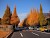 The Ginkgo Avenue in Tokyo