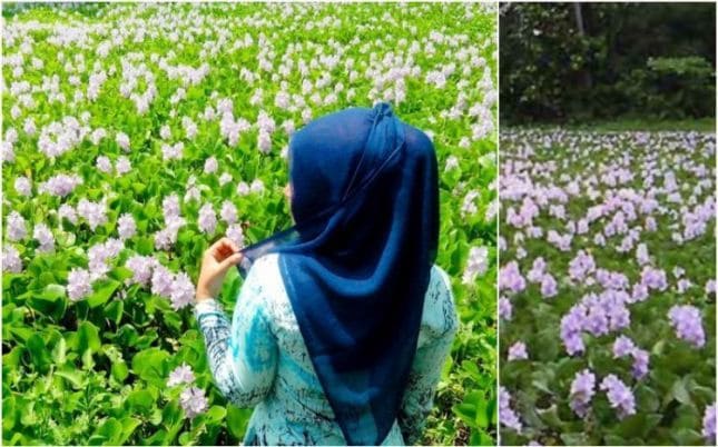 Simak Pesona Kebun Bunga  di Yogyakarta Berikut Ini